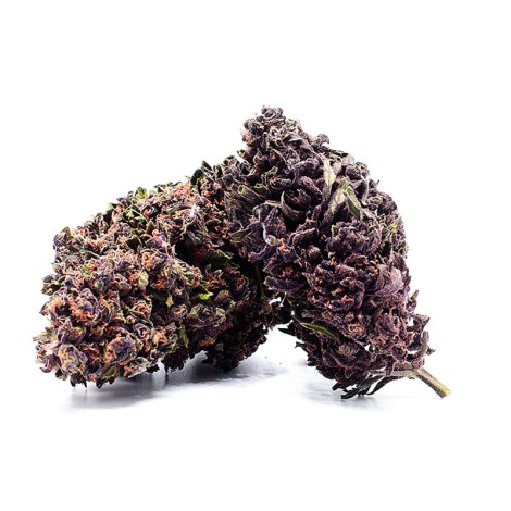 Purple Haze 40% 10-OH-HHC