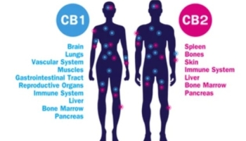  Quelle est l'affinité de liaison avec le H4CBD ?