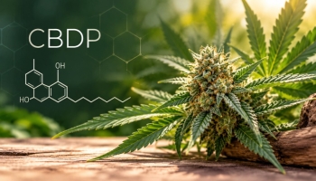 CBDP : qu’est-ce que le cannabidiphorol ?