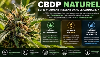 CBDP naturel : est-il vraiment présent dans le cannabis ?